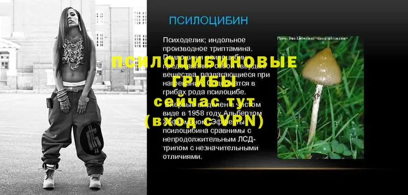 Галлюциногенные грибы мухоморы  купить наркотик  Терек 